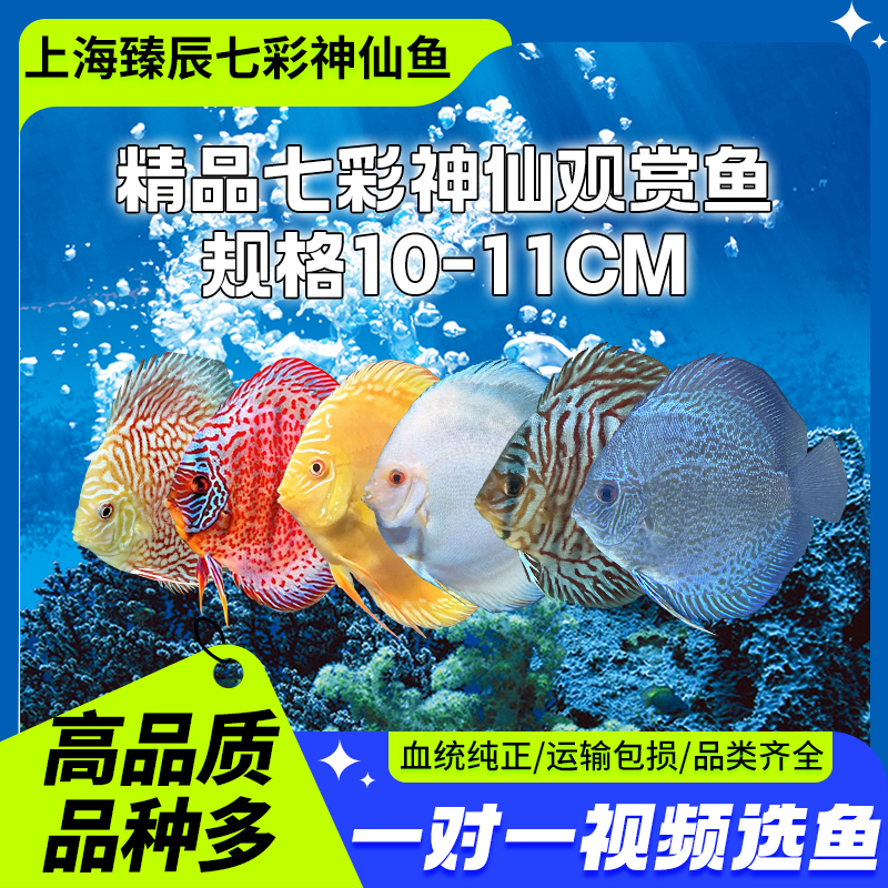 七彩神仙鱼10-11cm精品神仙鱼