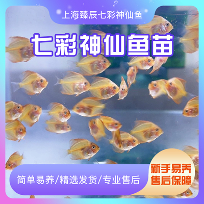 七彩神仙鱼观赏鱼招财热带鱼