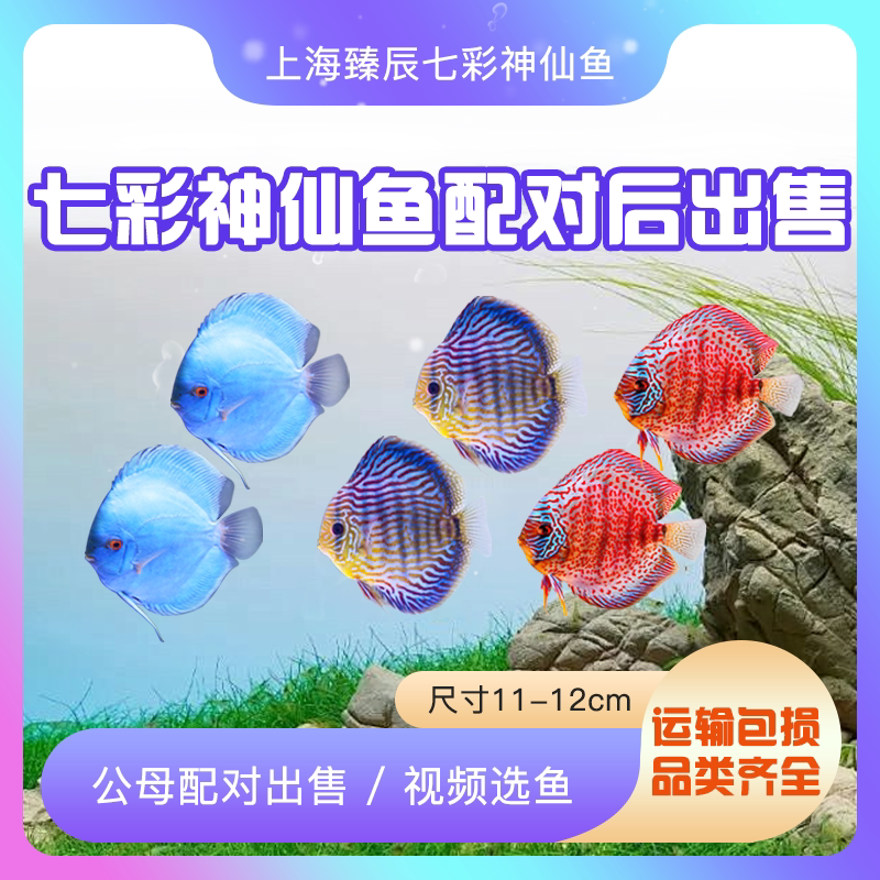 七彩神仙鱼宠物魚苗活体淡水鱼