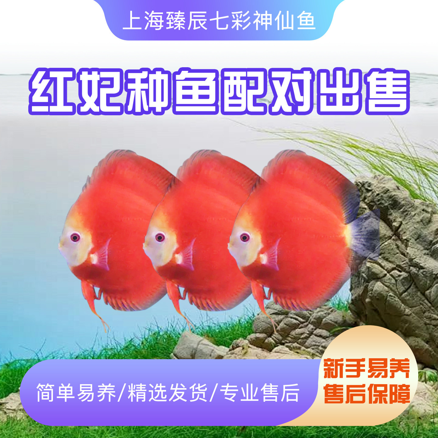 精品白化红妃七彩神仙鱼热带观赏鱼种鱼中小型活体淡水鱼渔场直销