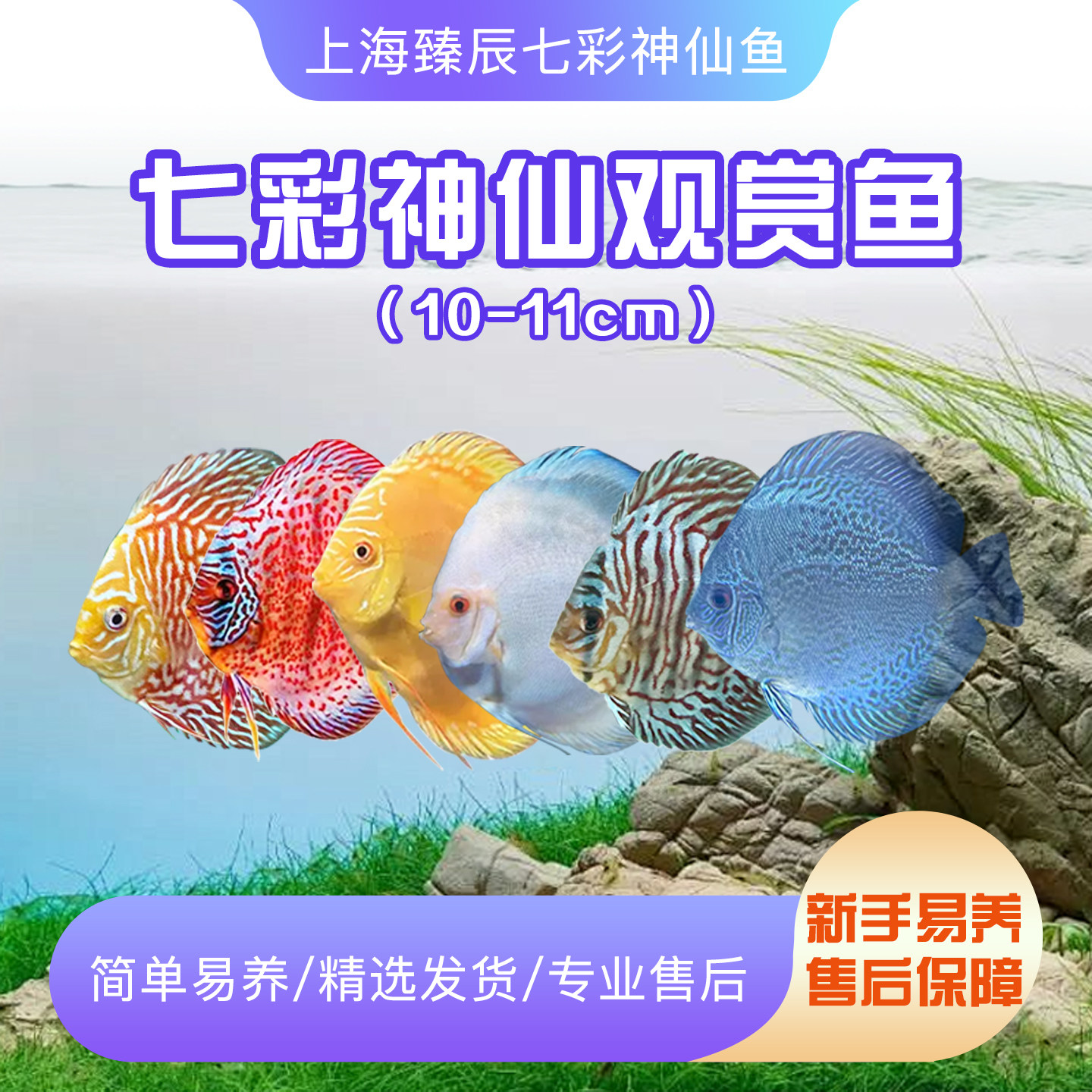 精品七彩神仙鱼热带观赏鱼活体渔场直发中小型淡水鱼鱼苗宠物鱼