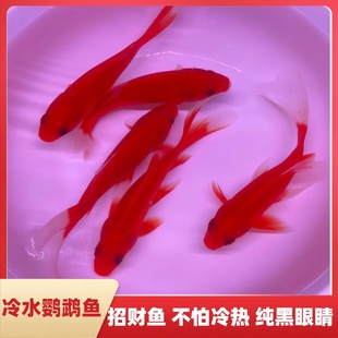 观赏鱼冷水血鹦鹉大小型淡水耐活冷水好养活招发财鱼好养风水鱼草