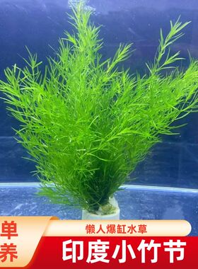 阴性鱼缸小竹节水草绿菊好养