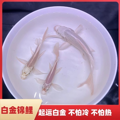 白金锦鲤招财鱼冷水鱼