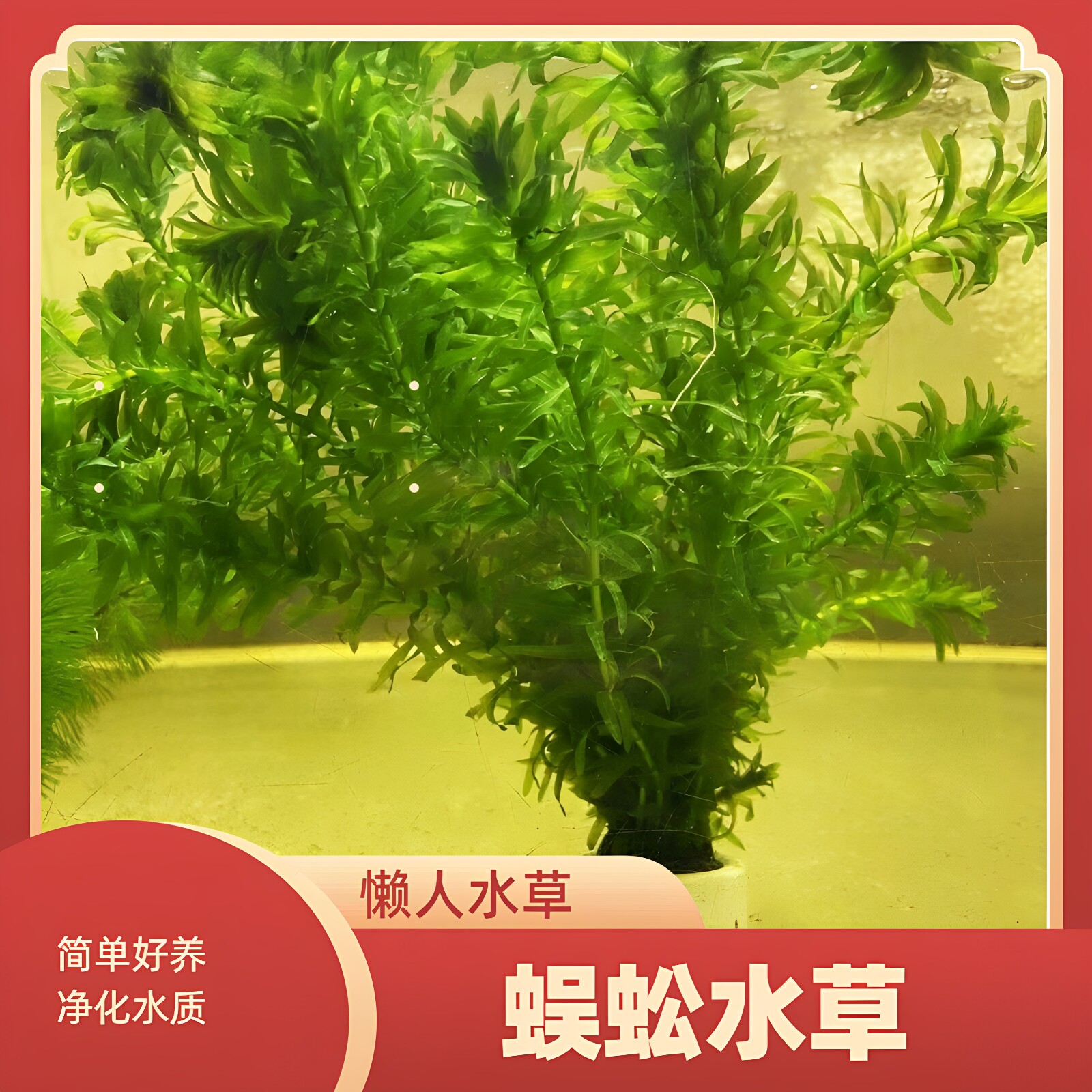 净水植物蜈蚣草绿菊淡水养龟鱼缸造景水草金鱼藻懒人小宝塔浮萍