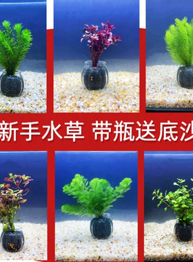 懒人鱼缸真水草种子鱼缸造景绿菊阴性淡水下植物增氧水兰蜈蚣水榕