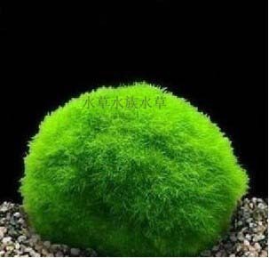 鱼缸水族箱造景水草 活体绿藻球水藻球海藻球 造景套 懒人水草