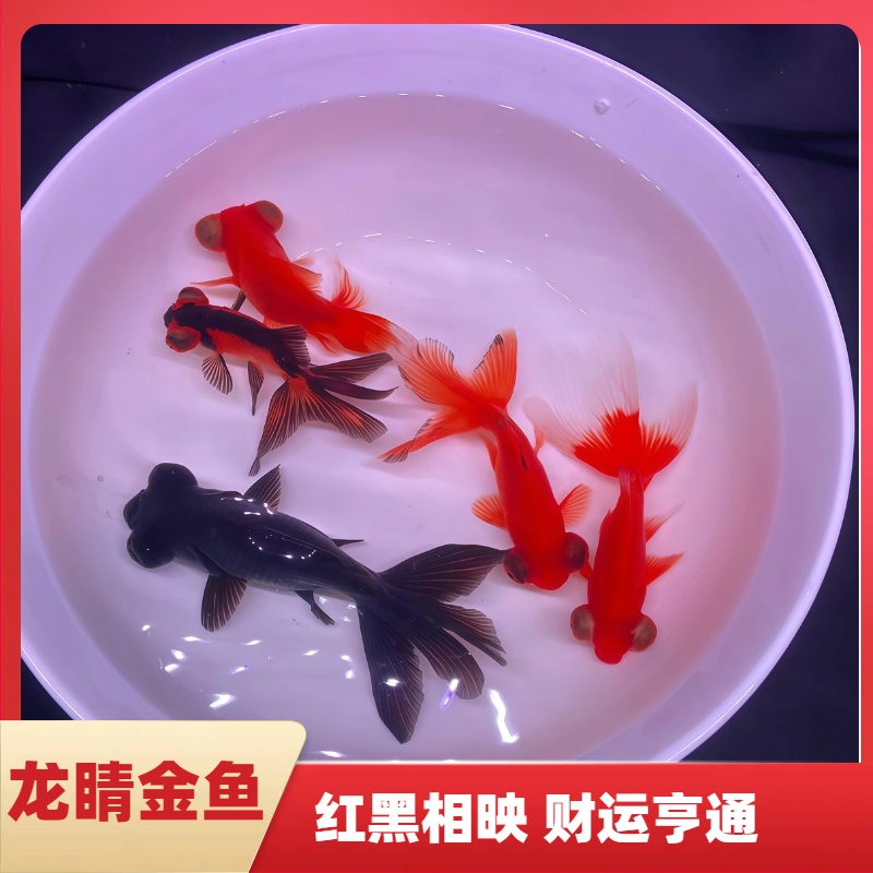 冷术鱼龙睛淡水好养耐活