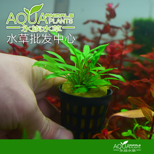 鱼缸造景水草迷你绿温蒂椒草虎纹椒咖啡青喷泉椒草中前景阴性懒人