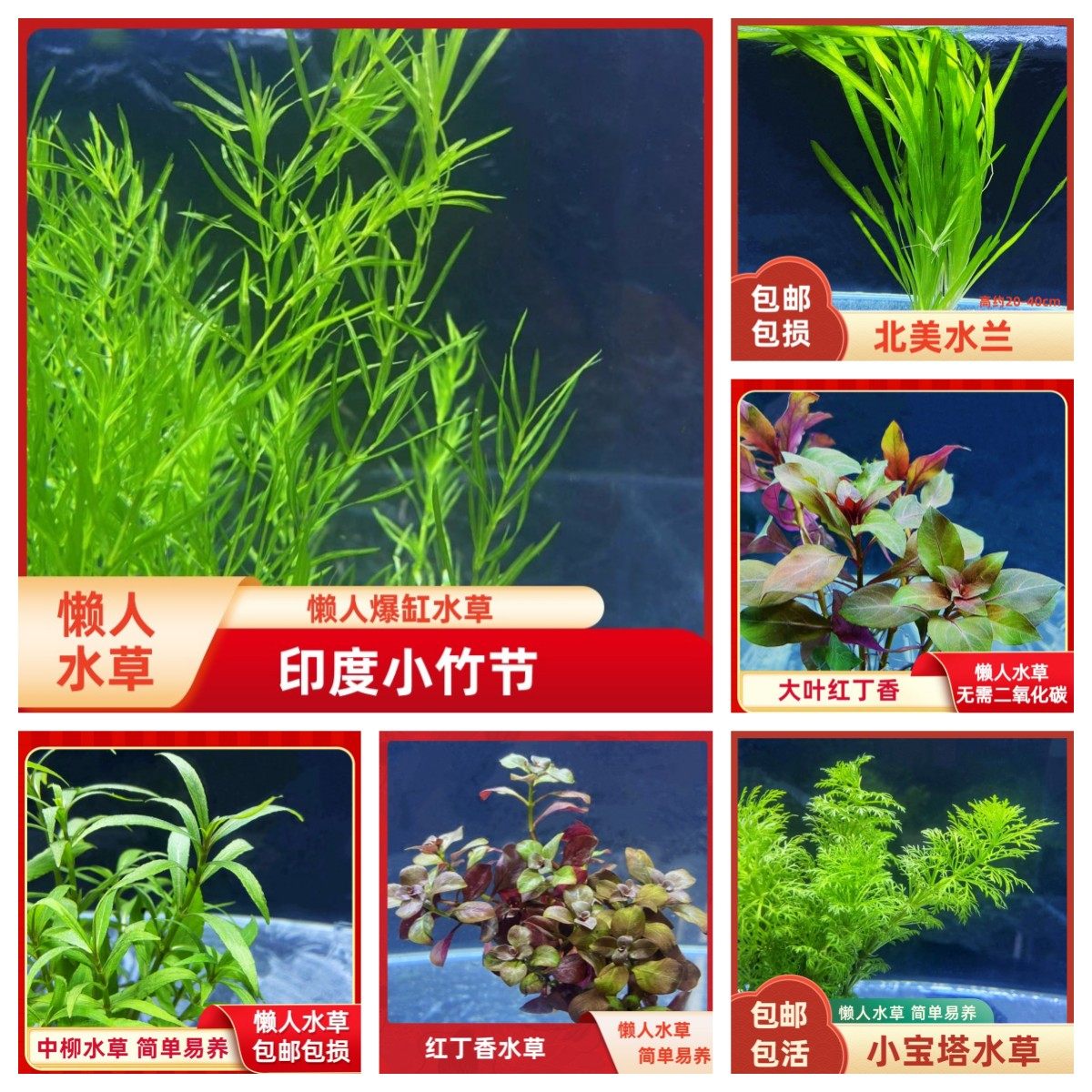 水草植物真草鱼缸造景水培活体套餐莫斯懒人小竹节水兰皇冠阴性草,宠物/宠物食品及用品,水草,淘宝优惠券,粉丝福利购,淘宝优惠卷