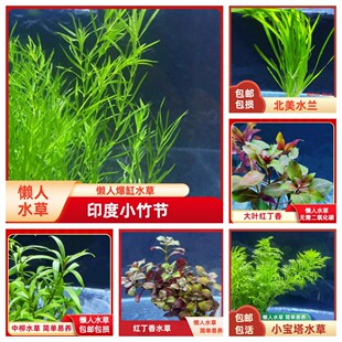 水草植物真草鱼缸造景水培活体套餐莫斯懒人小竹节水兰皇冠阴性草