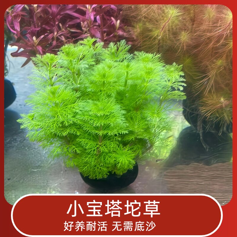 小宝塔坨草水草鱼缸造景植物