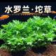 真水草水罗兰坨草净化水质活体赖人好养前后景新手鱼缸造景水韭菜