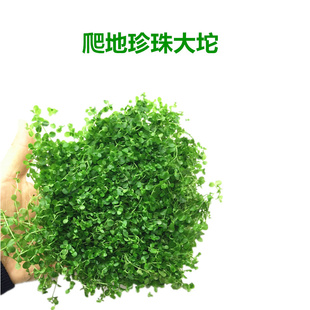 前景草皮牛毛毡趴地迷你矮珍珠水下爬鱼缸造景活体水草淡水植