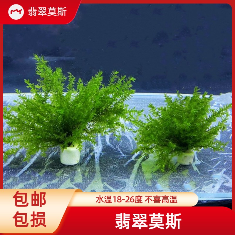 鱼缸虾造景真水草活体淡水植物三角垂泪树莫丝翡翠莫斯树懒人净水