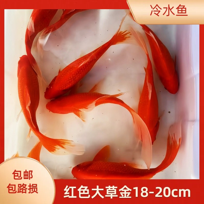 观赏鱼大草金鱼大型10-22cm淡水耐活冷水好养活鱼体家养鱼红鲫鱼