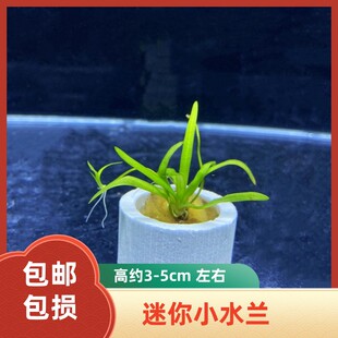 迷你小水兰前景阴性水草原生溪流古法南美缸造景装饰水草