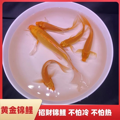 可养自来水黄金锦鲤18-20cm3条