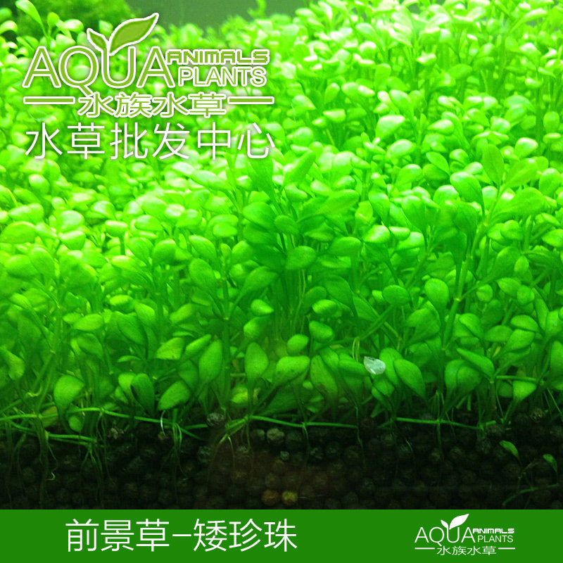 活体植物真水草草坪水草
