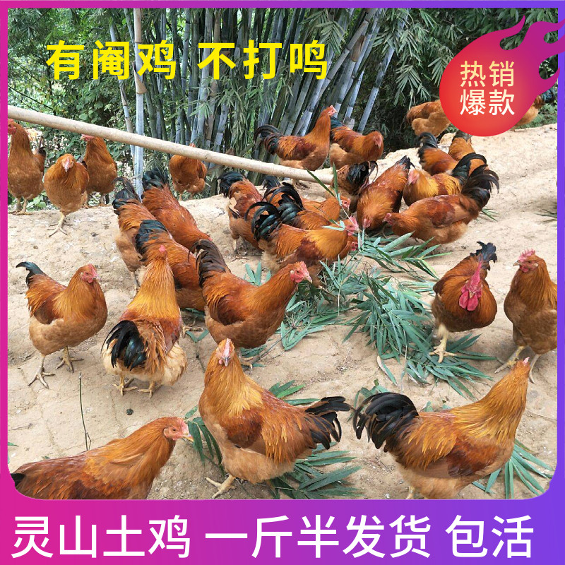 一斤灵山土鸡阉鸡活苗半大脱温桂香腌鸡太监鸡三黄线鸡扇鸡公活体