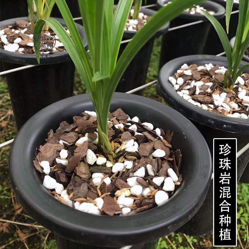 园艺珍珠岩大颗粒兰花基质营养土种植兰花蕙兰植物栽培玉兰石植料