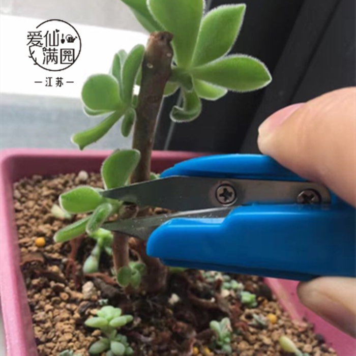 实用工具多肉剪头剪刀园艺剪刀修剪工具使用方便种植工具爱仙满园