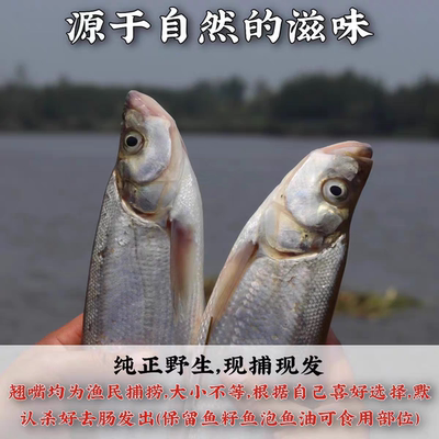 顺丰包邮潍坊现捕鲜活翘嘴鱼