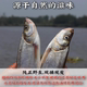 包邮 顺丰 峡山湖翘嘴鱼现捕现发生鲜淡水鱼类自然生长非养殖