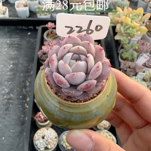 恩宠2260 带瓷盆发