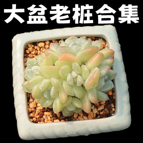 【一物一拍】精选大盆老桩多肉