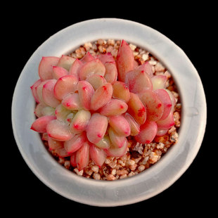 凌雪多肉植物新手办公室盆栽绿植满28元 爱丽儿 包邮 一物一拍