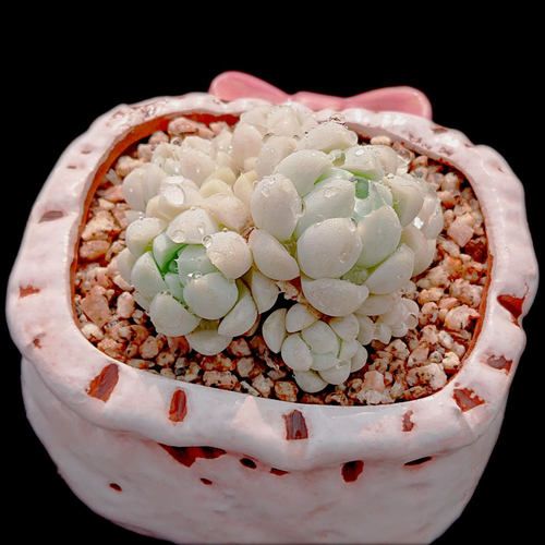 【一物一拍】厚叶月影捧花多肉