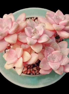 【一物一拍】美杏锦粉色多肉植物新手办公室阳台盆栽绿植满28包邮