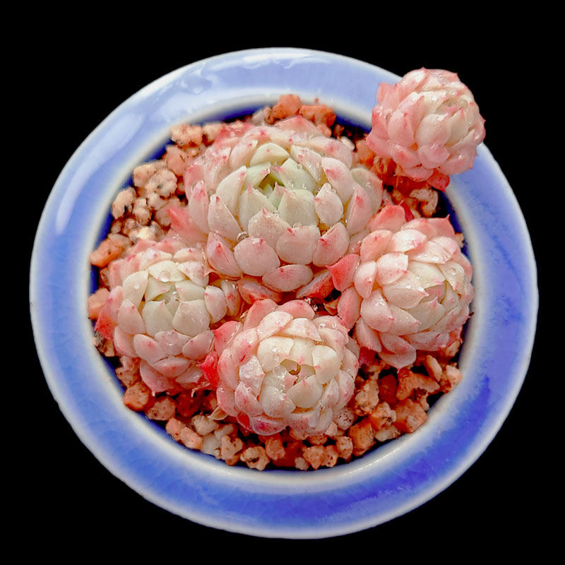 【一物一拍】羊脂球易群生爆盆多肉植物新手办公室阳台小盆栽绿植,鲜花速递/花卉仿真/绿植园艺,多肉植物,淘宝优惠券,粉丝福利购,淘宝优惠卷