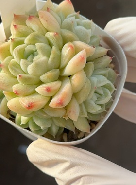 麦秆245 带盆发 盆口6.3cm 1月11日直播 28包邮