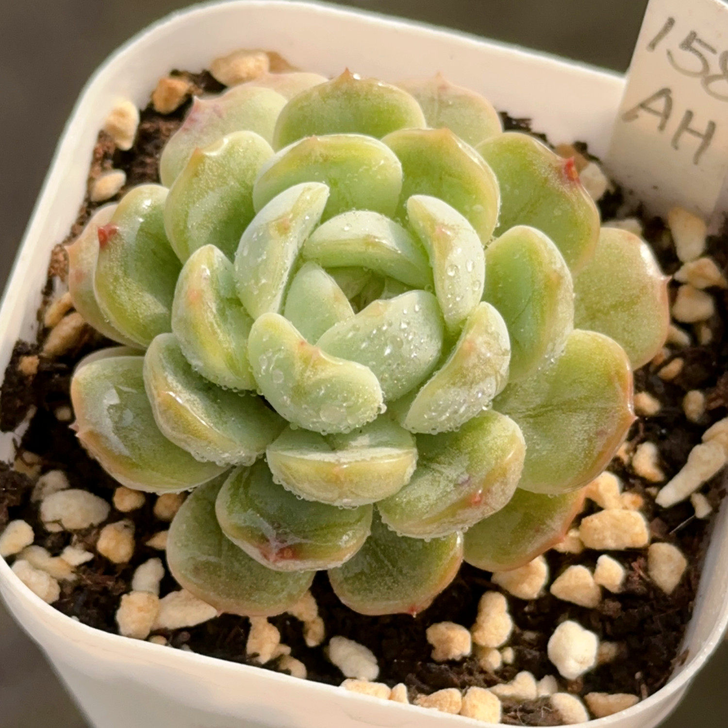 【一物一拍】白色恋人 小包子糖心多肉植物办公室盆栽绿植28包邮