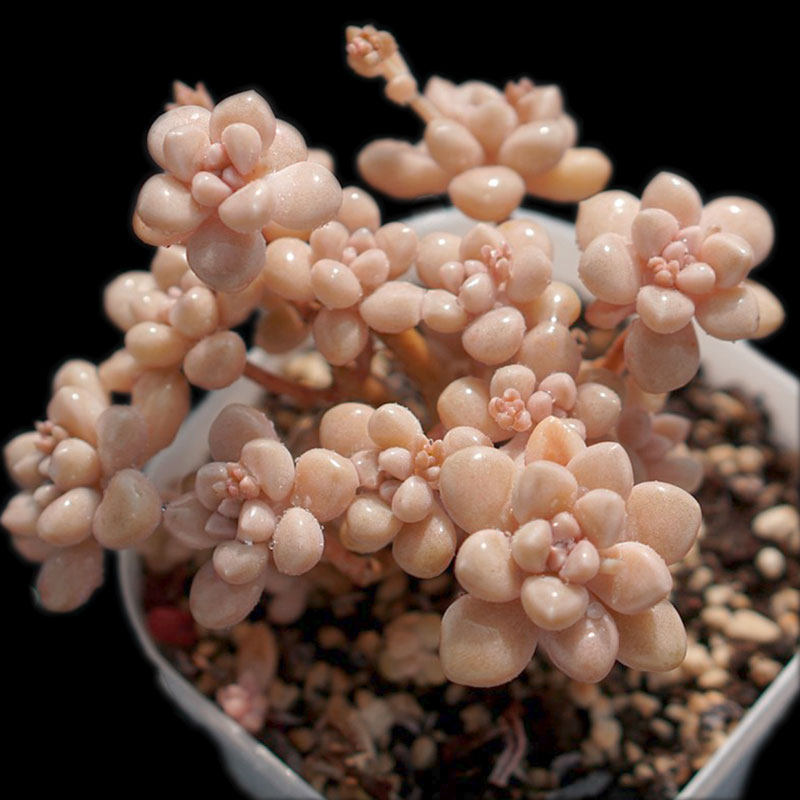 【一物一拍】丸叶姬秋丽群生易爆盆造型多肉植物办公室小盆栽绿植