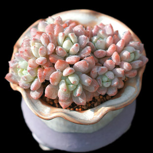 包邮 樱花罗琦群生劳尔杂交多肉植物阳台盆栽绿植满28 一物一拍