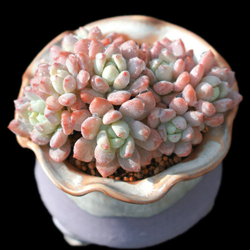 樱花罗琦多肉一物一拍