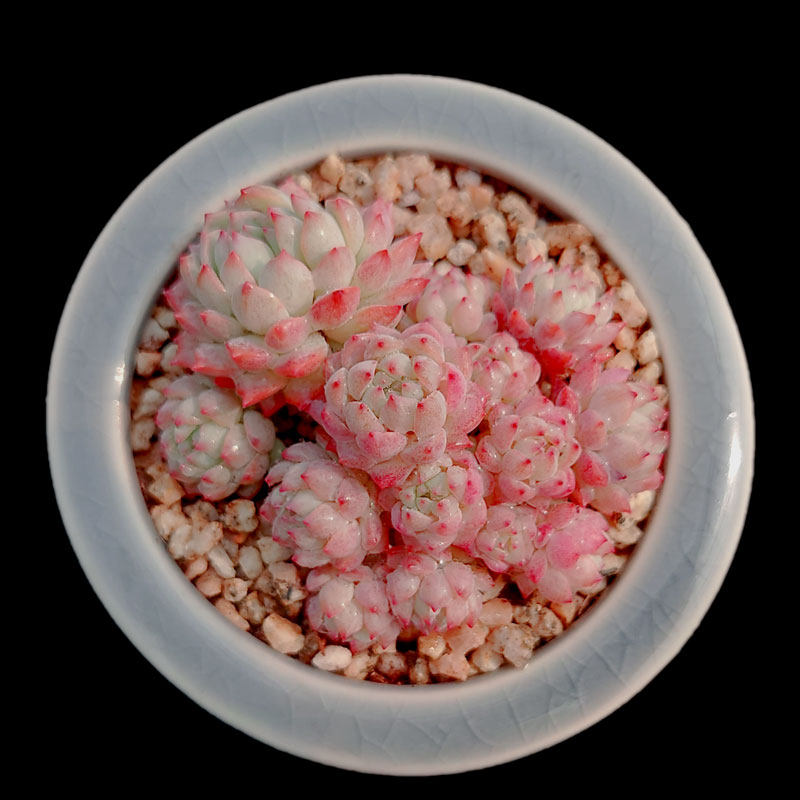 【一物一拍】小粉梅迷你红边易群生多肉植物办公室阳台小盆栽绿植,鲜花速递/花卉仿真/绿植园艺,多肉植物,淘宝优惠券,粉丝福利购,淘宝优惠卷