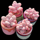 桃蛋橙梦露冰玉厚叶肥嘟嘟多肉植物新手阳台盆栽绿植满28 包邮