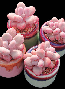 桃蛋橙梦露冰玉厚叶肥嘟嘟多肉植物新手阳台盆栽绿植满28包邮