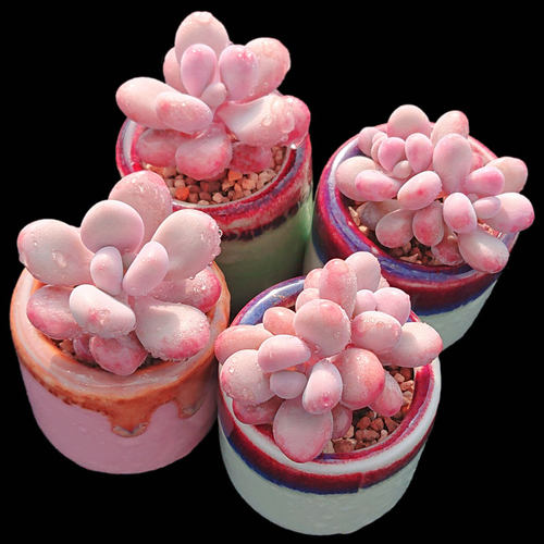 桃蛋橙梦露冰玉新手多肉