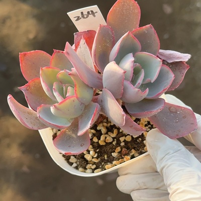 晚霞264  盆口9.3cm 1月11日直播 28包邮