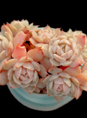 【一物一拍】雪域 蓝巴黎果冻色多肉植物办公室盆栽绿植满28包邮