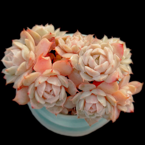 【一物一拍】雪域群生多肉植物