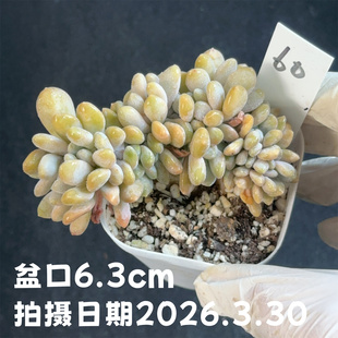 醉美人缀化60 花盆6.3cm 3月30日直播 包邮