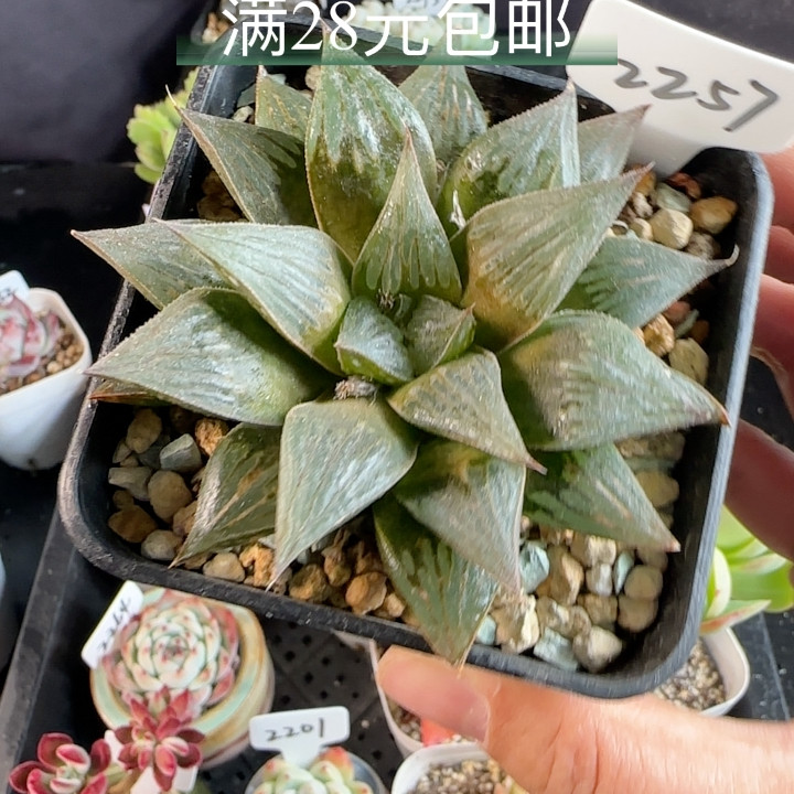 实生寿2257 带盆发,鲜花速递/花卉仿真/绿植园艺,多肉植物,淘宝优惠券,粉丝福利购,淘宝优惠卷