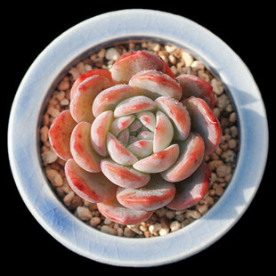 梦影 新品 肉嘟嘟多肉植物新手办公室阳台小盆栽绿植 一物一拍