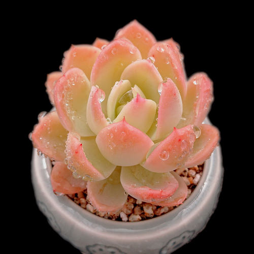 【一物一拍】丝绸面纱薄叶多肉